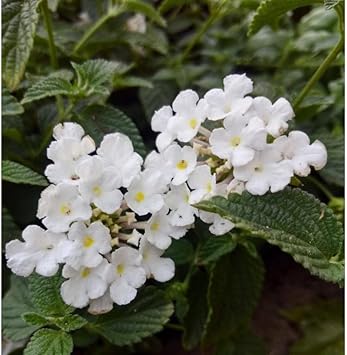Lantana Flower Seeds Heirloom Non GMO Planting - 100 for planting in home garden